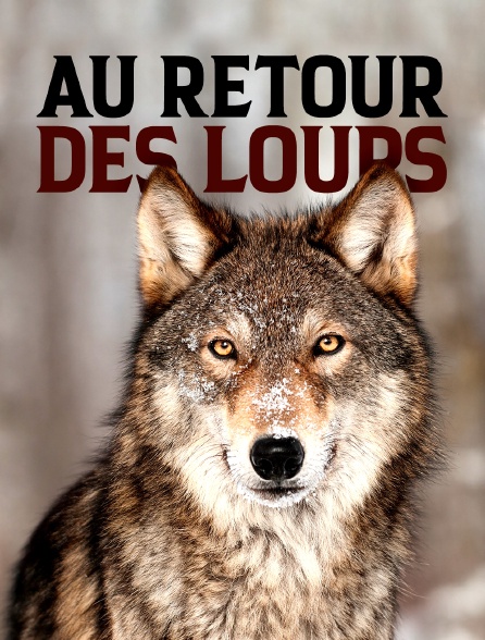 Au retour des loups