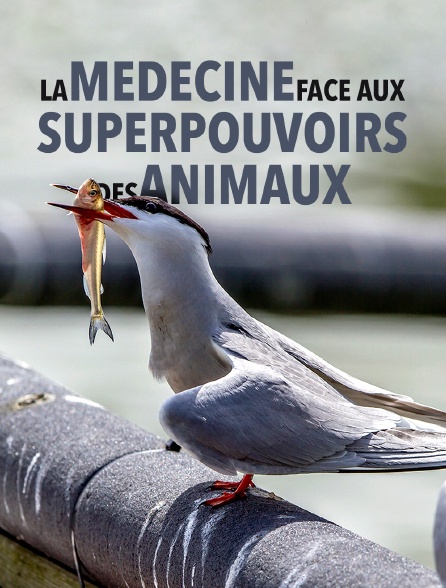 La médecine face aux superpouvoirs des animaux