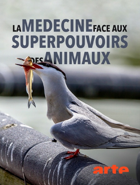 Arte - La médecine face aux superpouvoirs des animaux