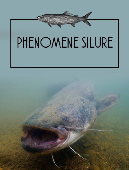 Phénomène silure