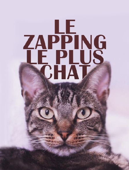 Le zapping le plus chat