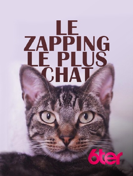 6ter - Le zapping le plus chat
