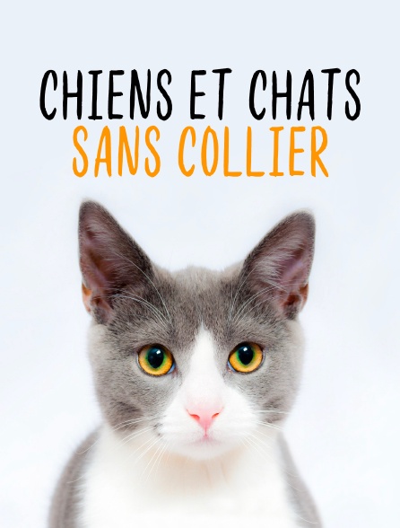 Chiens et chats sans collier