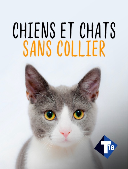 T18 - Chiens et chats sans collier