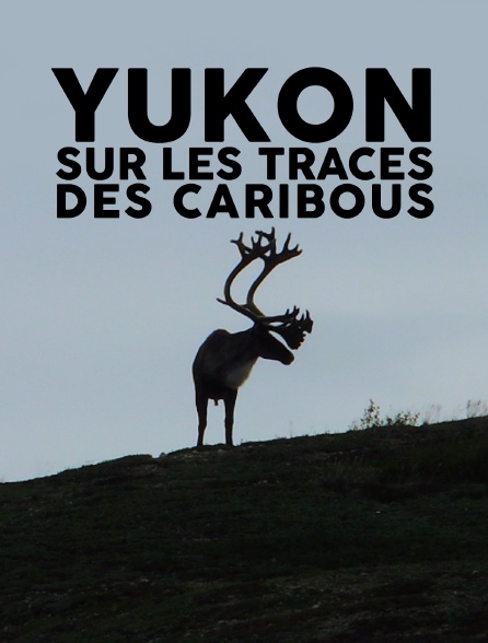 Yukon : Sur les traces des caribous
