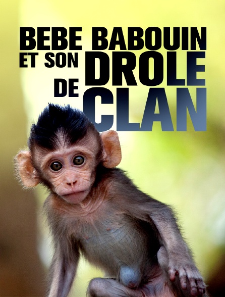 Bébé babouin et son drôle de clan