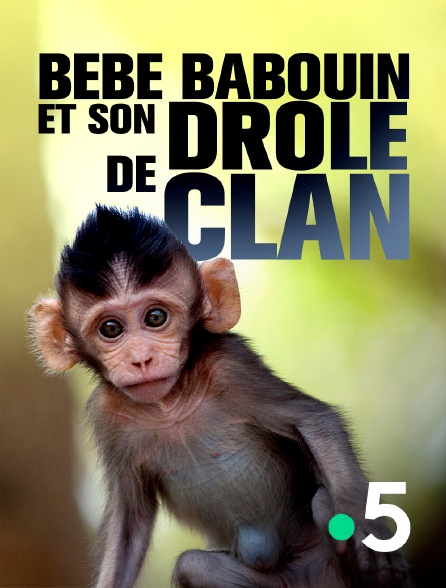 France 5 - Bébé babouin et son drôle de clan