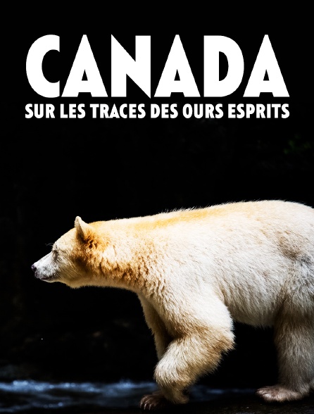Canada : Sur les traces des ours esprits