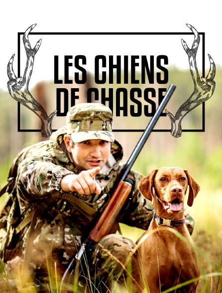 Les chiens de chasse