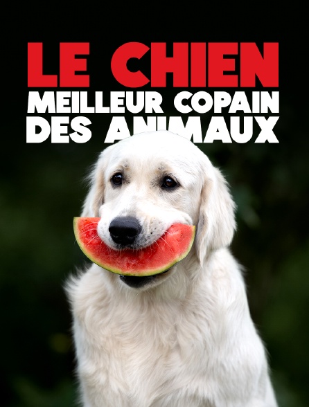 Le chien, meilleur copain des animaux