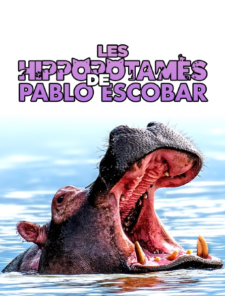 Les hippopotames de Pablo Escobar