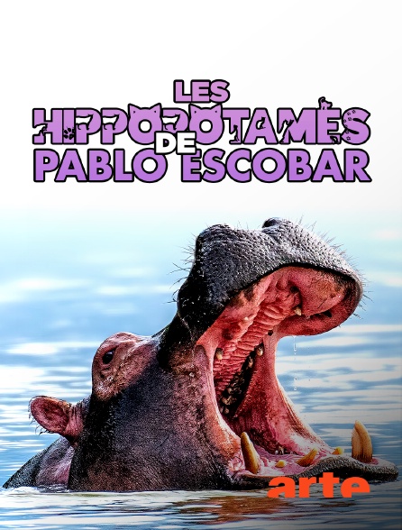 Arte - Les hippopotames de Pablo Escobar