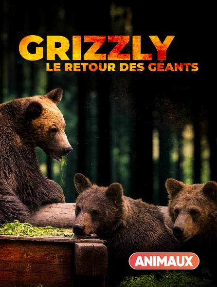 Animaux - Grizzly, le retour des géants