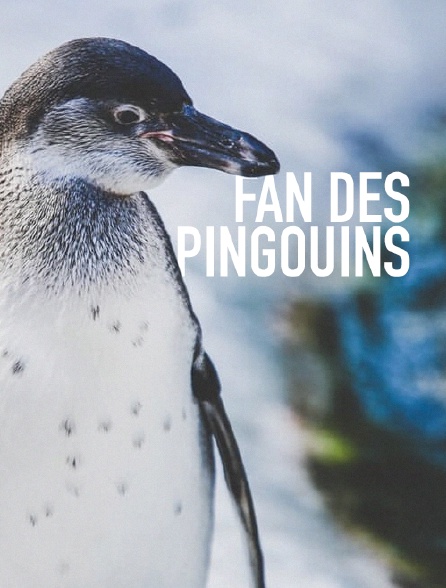 Fan des pingouins
