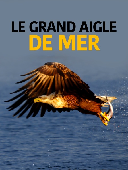 Le grand aigle de mer