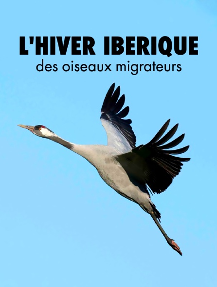 L'hiver ibérique des oiseaux migrateurs