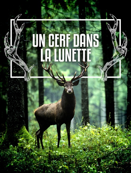 Un cerf dans la lunette