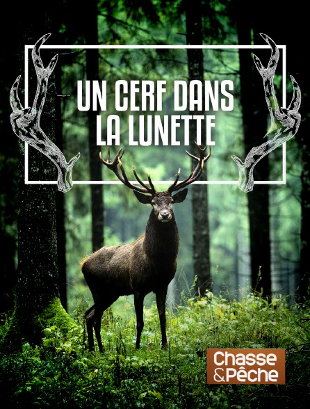 Chasse et pêche - Un cerf dans la lunette