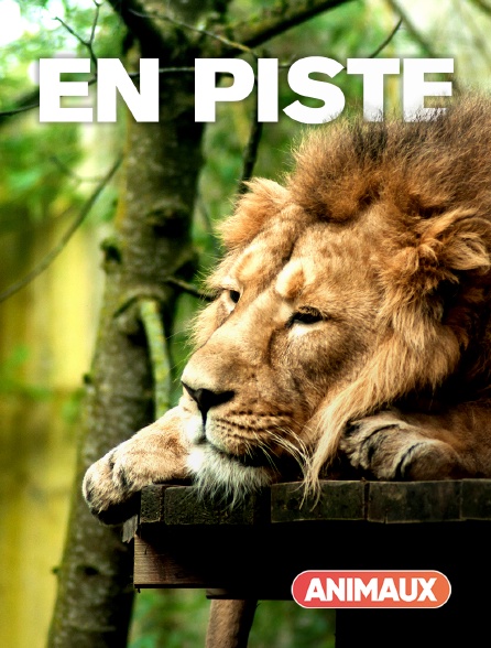 Animaux - En piste
