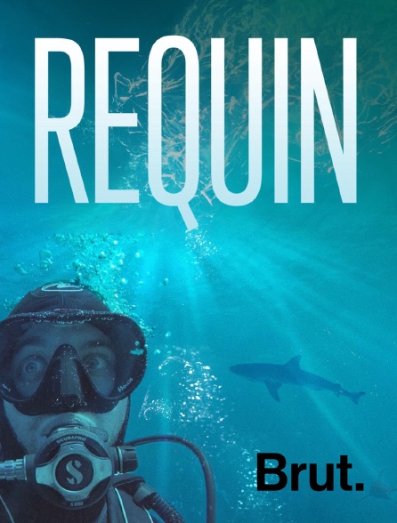 Brut - Requin en replay