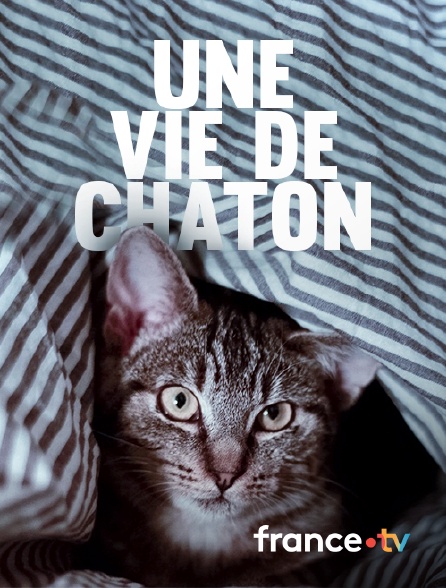 france.tv - Une vie de chaton