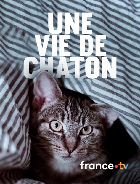 france.tv - Une vie de chaton