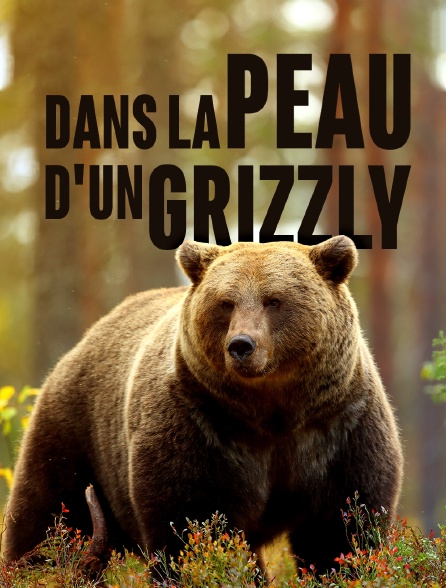 Dans la peau d'un grizzly