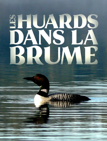 Les huards dans la brume