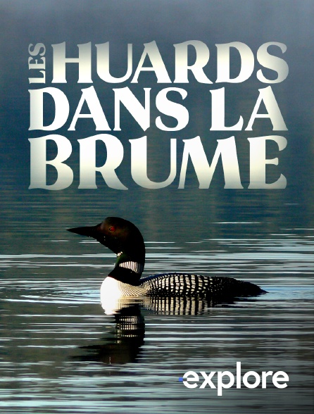 EXPLORE - Les huards dans la brume