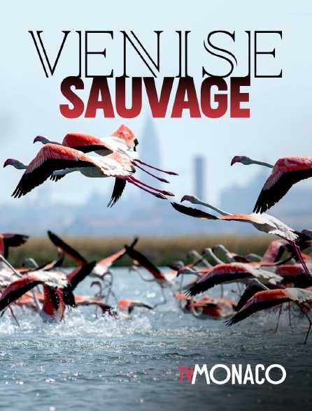 TV Monaco - Venise sauvage