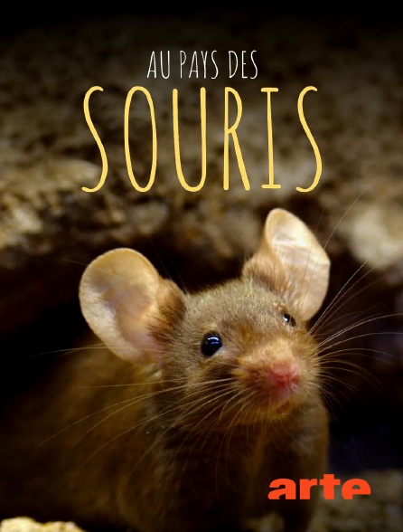 Arte - Au pays des souris