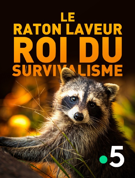 France 5 - Le raton laveur, roi du survivalisme