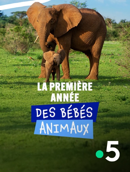 France 5 - La première année des bébés animaux