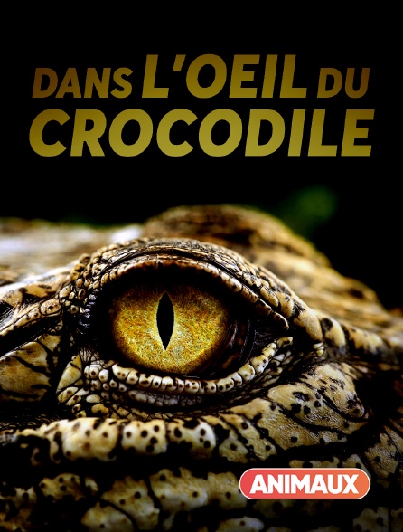 Animaux - Dans l'oeil du crocodile