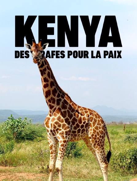 Kenya, des girafes pour la paix