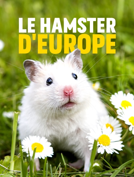 Le hamster d'Europe : La survie dans les champs