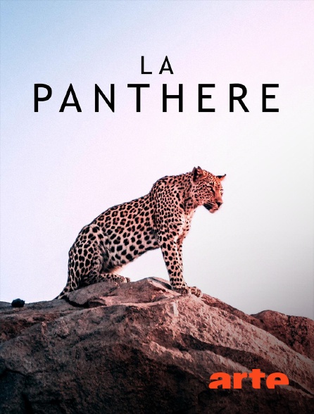 Arte - La panthère en replay