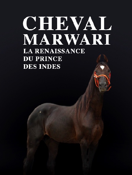 Cheval Marwari, la renaissance du prince des Indes