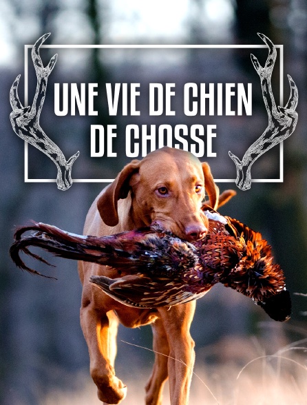 Une vie de chien de chasse