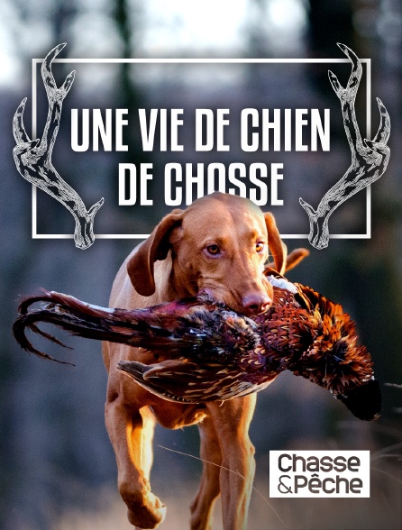 Chasse et pêche - Une vie de chien de chasse