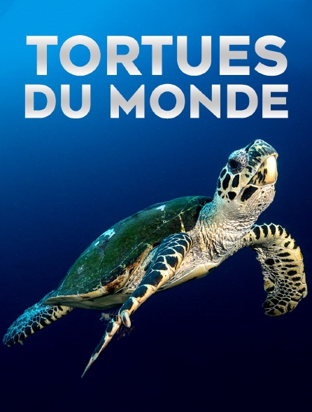 Tortues du monde