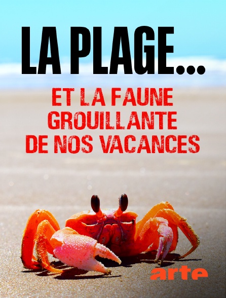 Arte - La plage... Et la faune grouillante de nos vacances