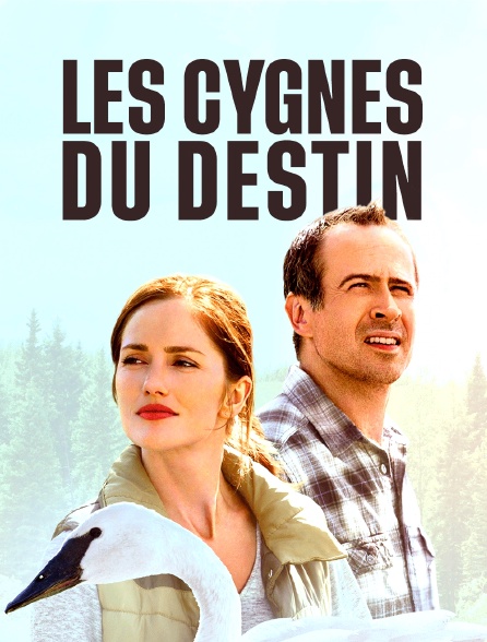 Les cygnes du destin