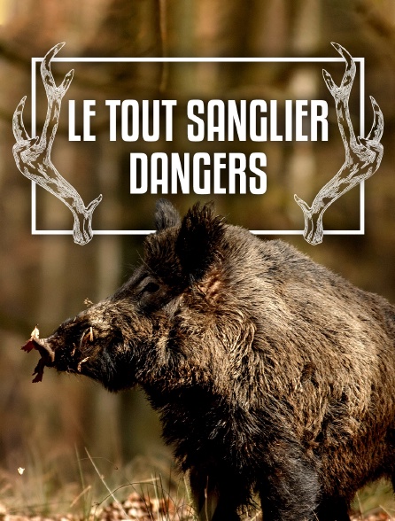 Le tout sanglier : danger ?
