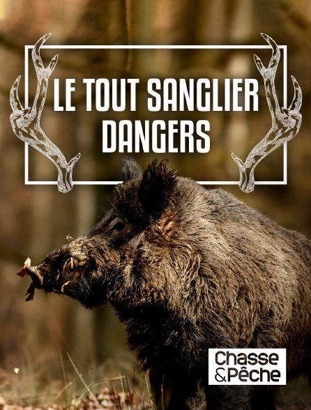 Chasse et pêche - Le tout sanglier : danger ?