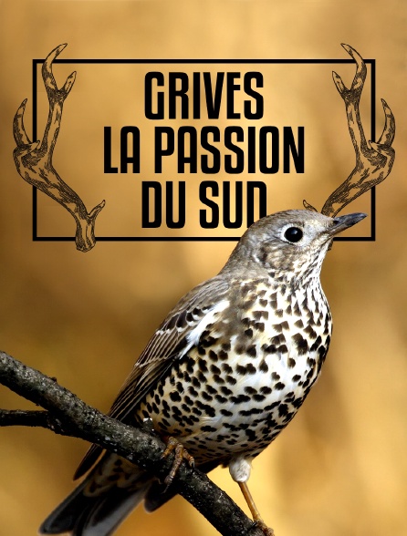 Grives, la passion du Sud