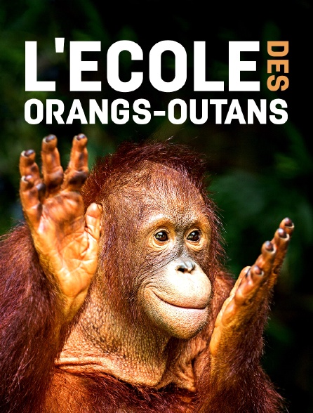 L'école des orangs-outans