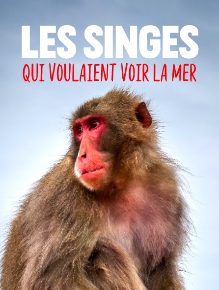 Les singes qui voulaient voir la mer