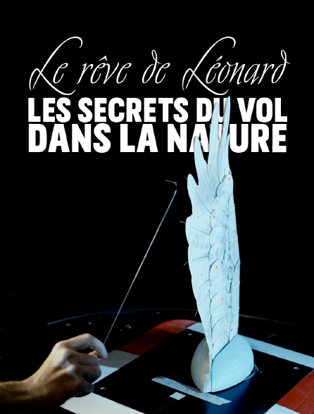Le rêve de Léonard les secrets du vol dans la nature