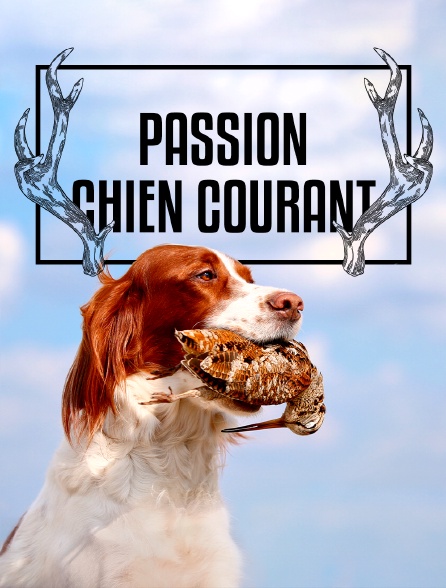 Passion chien courant